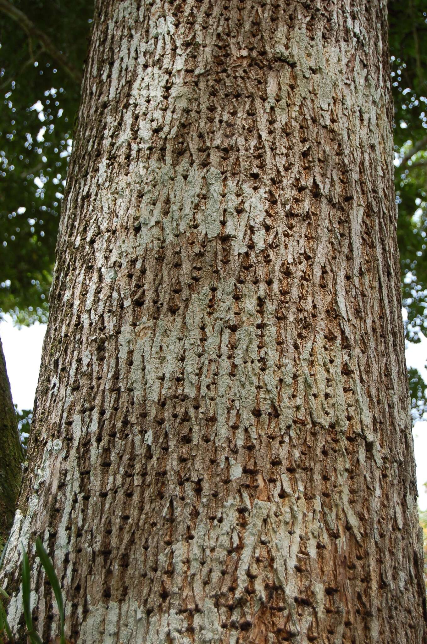 Image de Terminalia oblonga (Ruiz & Pav.) Steud.