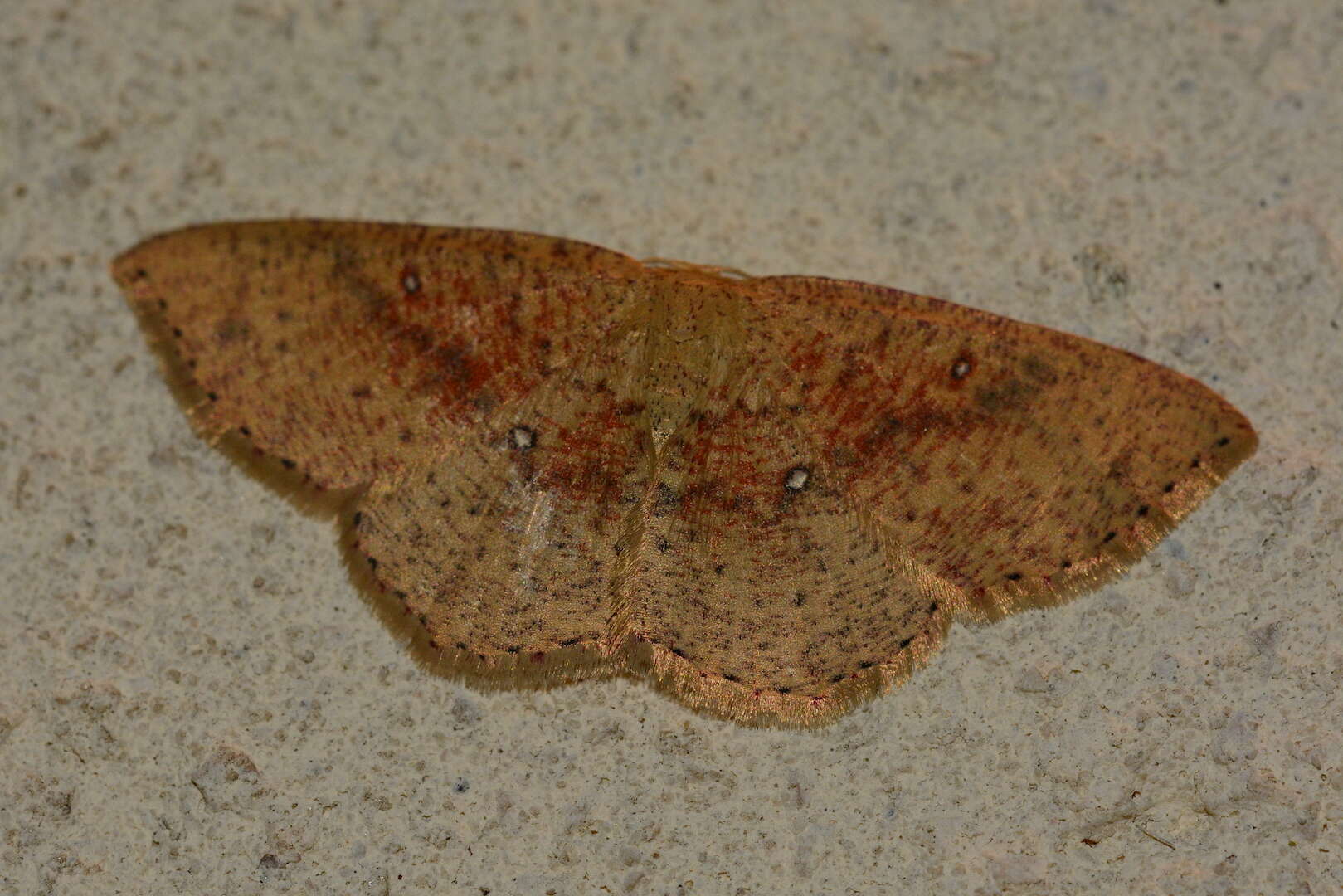 Imagem de Cyclophora porata Fabricius