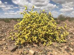 Image de Limonium aureum (L.) Hill