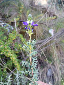 Image of Dalea boliviana Britton