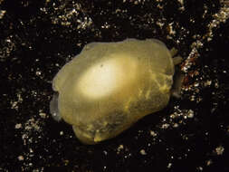 Image of yellow-plumed sea slug