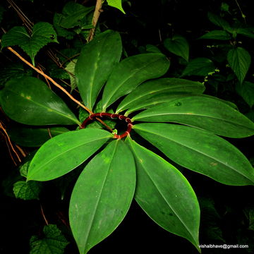 Image of canereed