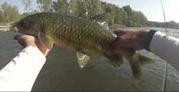 Image of Smallmouth yellowfish