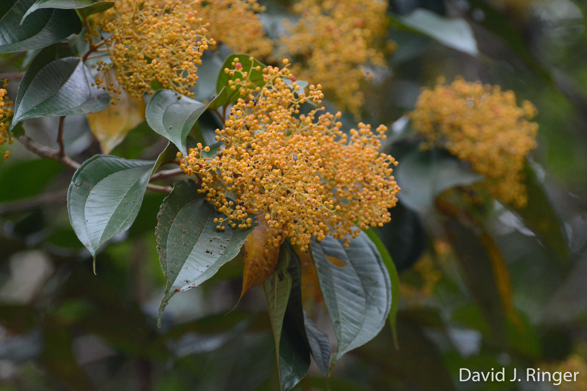 Miconia dolichorrhyncha Naud.的圖片