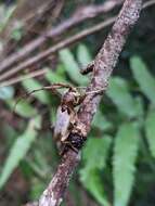 Image of Acalolepta sublusca maculihumera (Matsushita 1933)