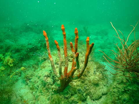 Image of Axinella polycapella de Laubenfels 1953