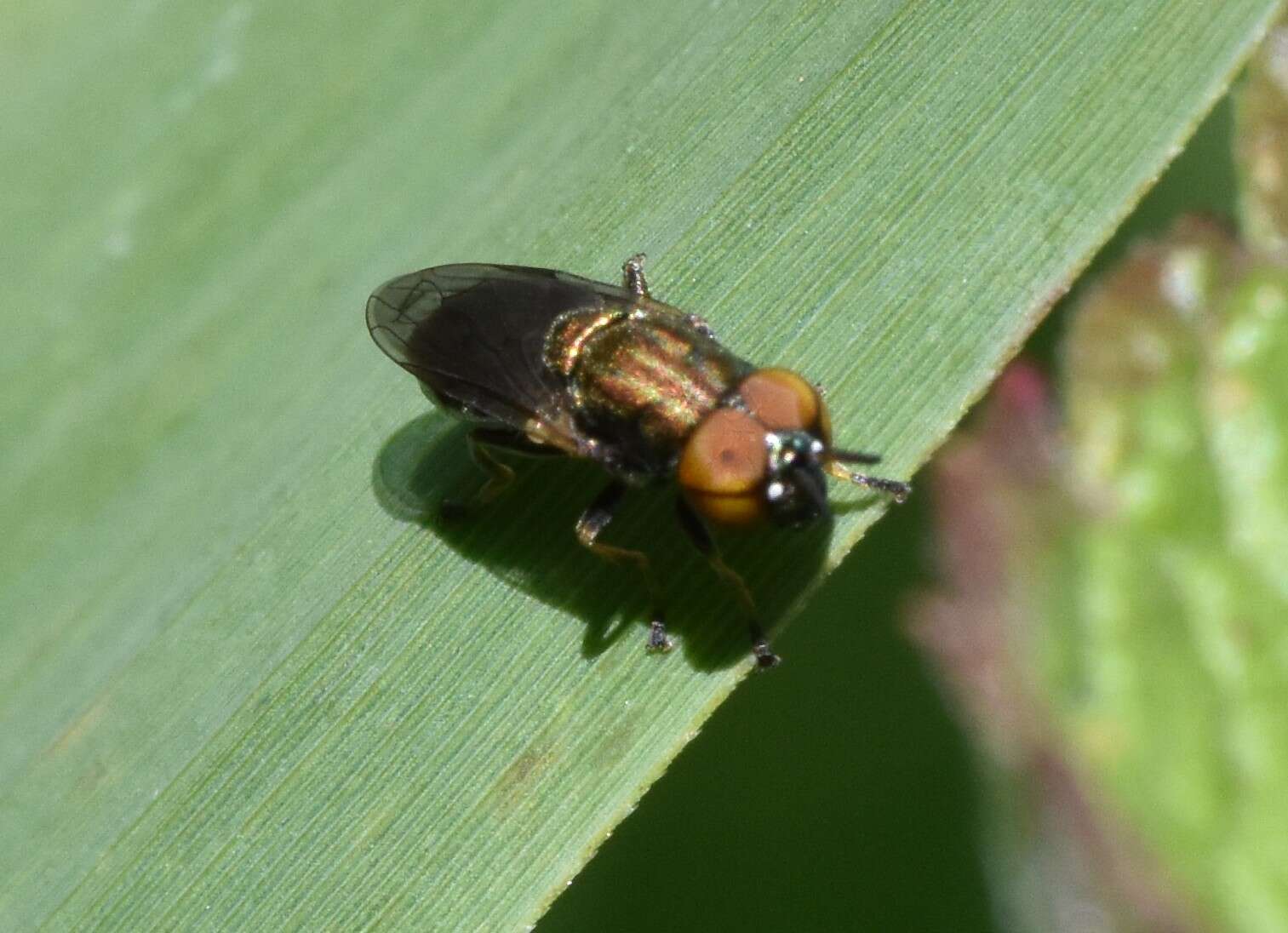 Слика од Orthonevra pictipennis (Loew 1863)