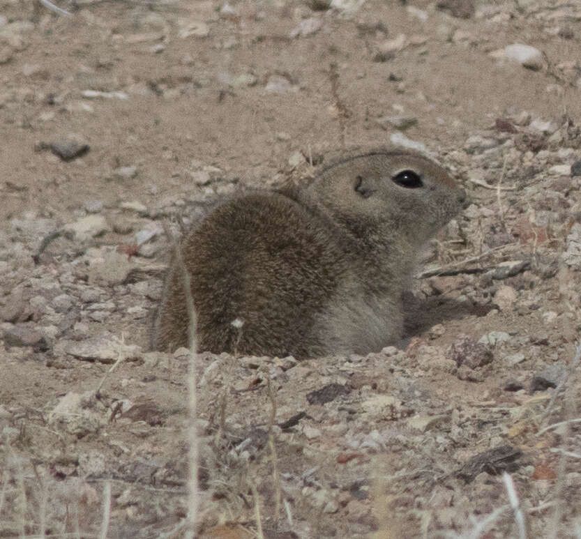 Image of Great Basin Ground Squirrel