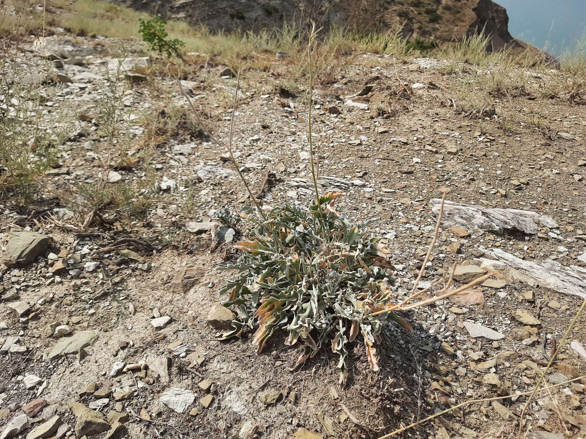 Image of Matthiola daghestanica (Conti) N. Busch