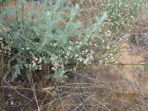 Image of Calligonum aphyllum (Pall.) Guerke