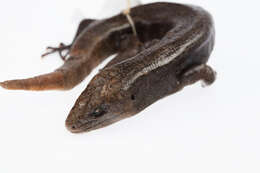 Image of Falla's Skink