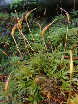 Image of Atrichum flavisetum Mitten 1859