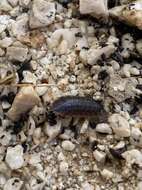 Image of Porcellio achilleionensis Verhoeff 1901