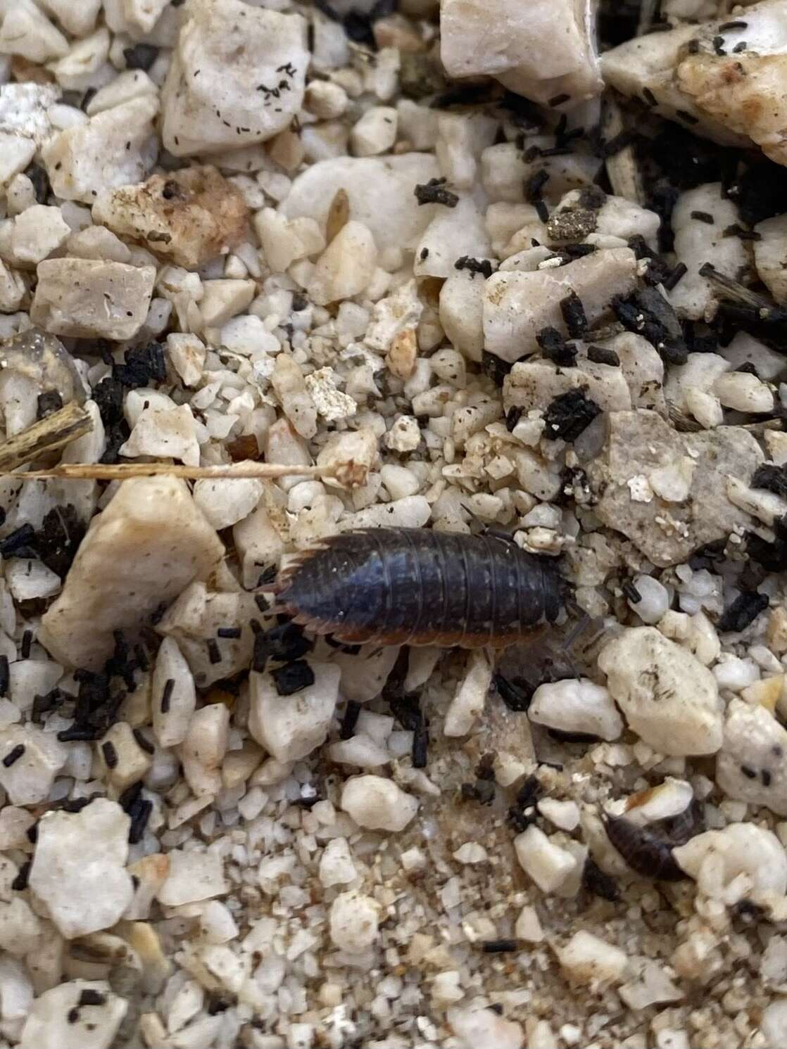 Image de Porcellio achilleionensis Verhoeff 1901