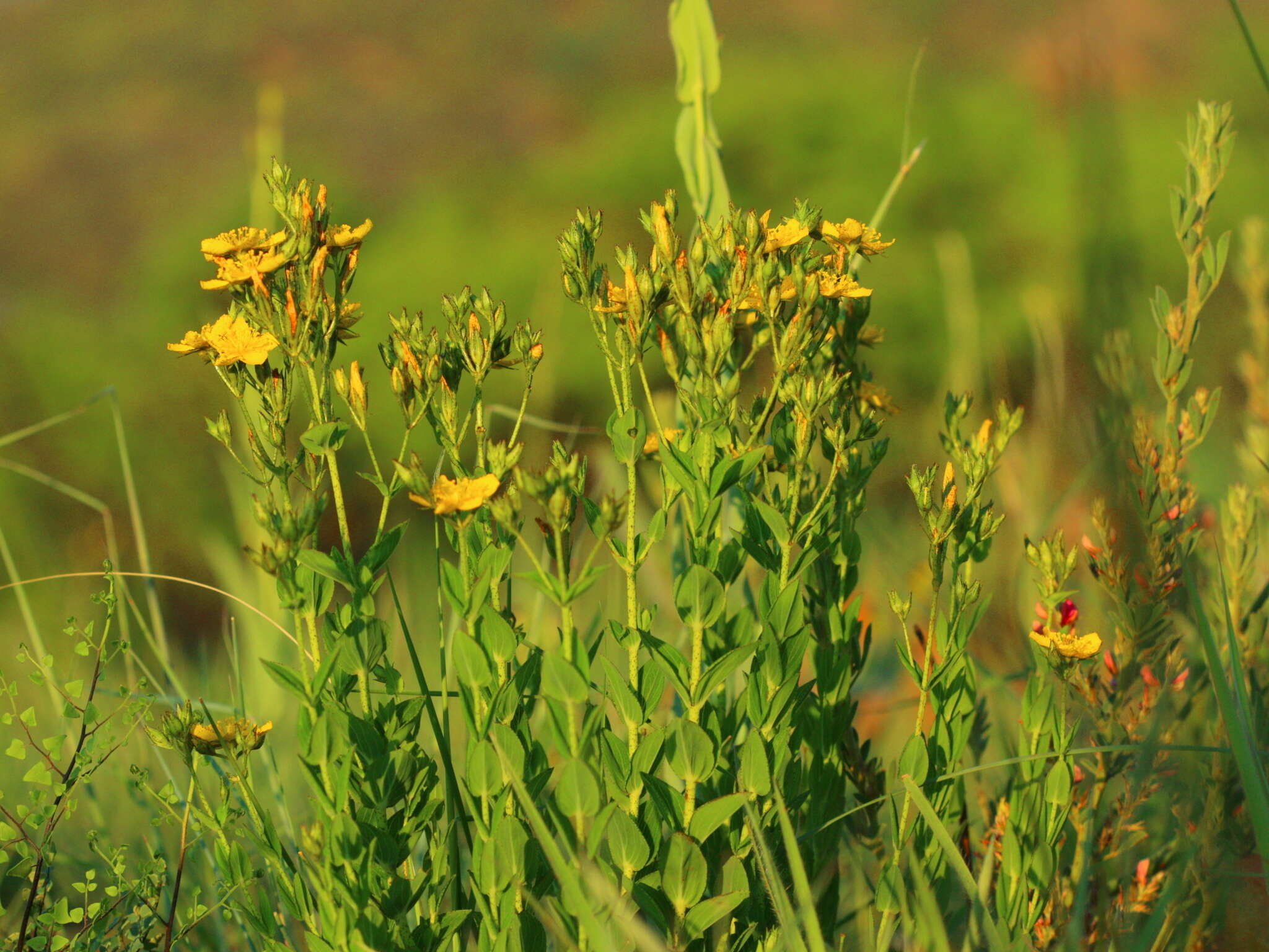 Image of Hypericum aethiopicum subsp. sonderi (Bred.) N. K. B. Robson