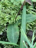 Image of Common wasp orchid