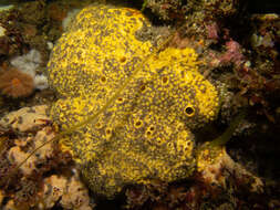 Image of boring sponge