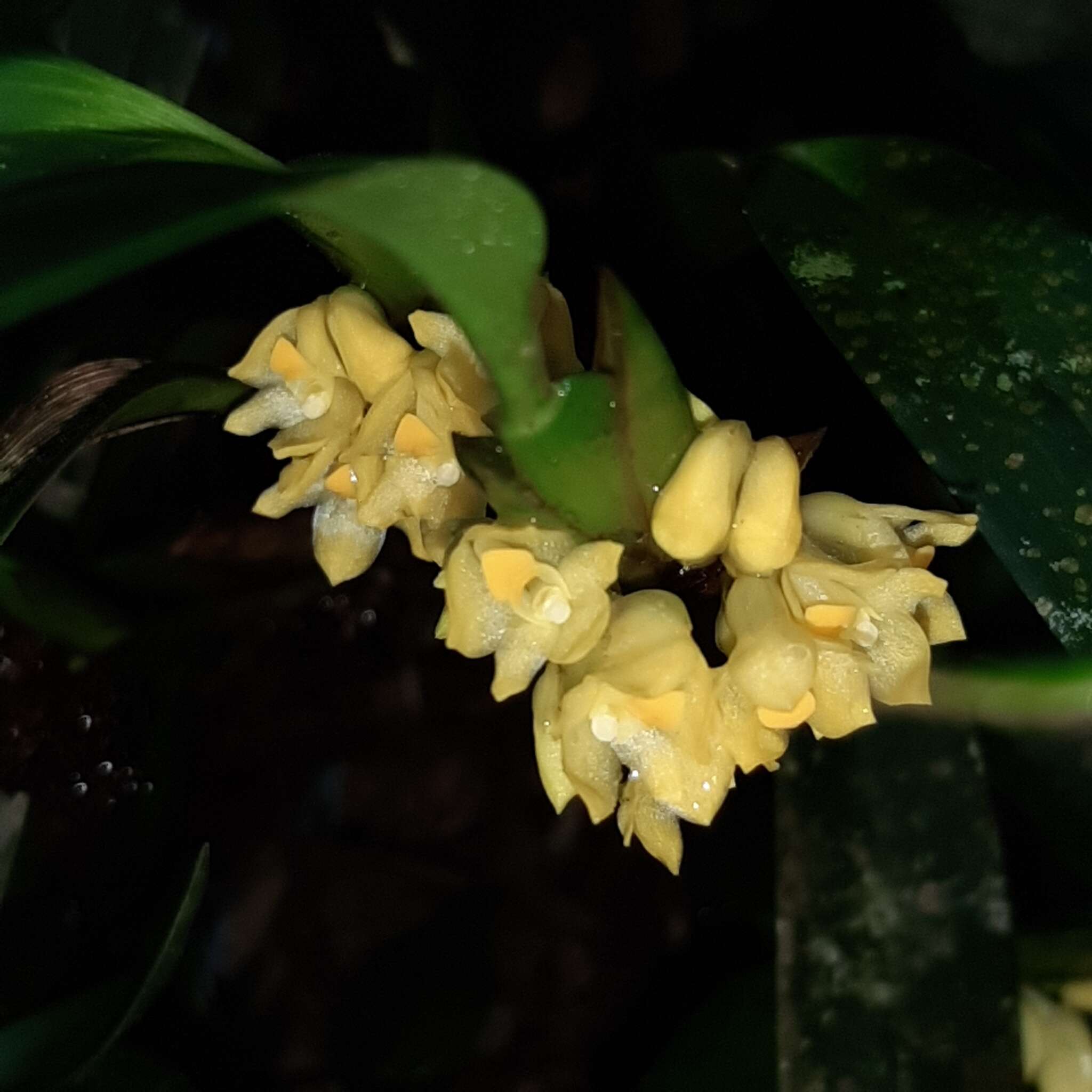 Слика од Maxillaria pseudoneglecta J. T. Atwood