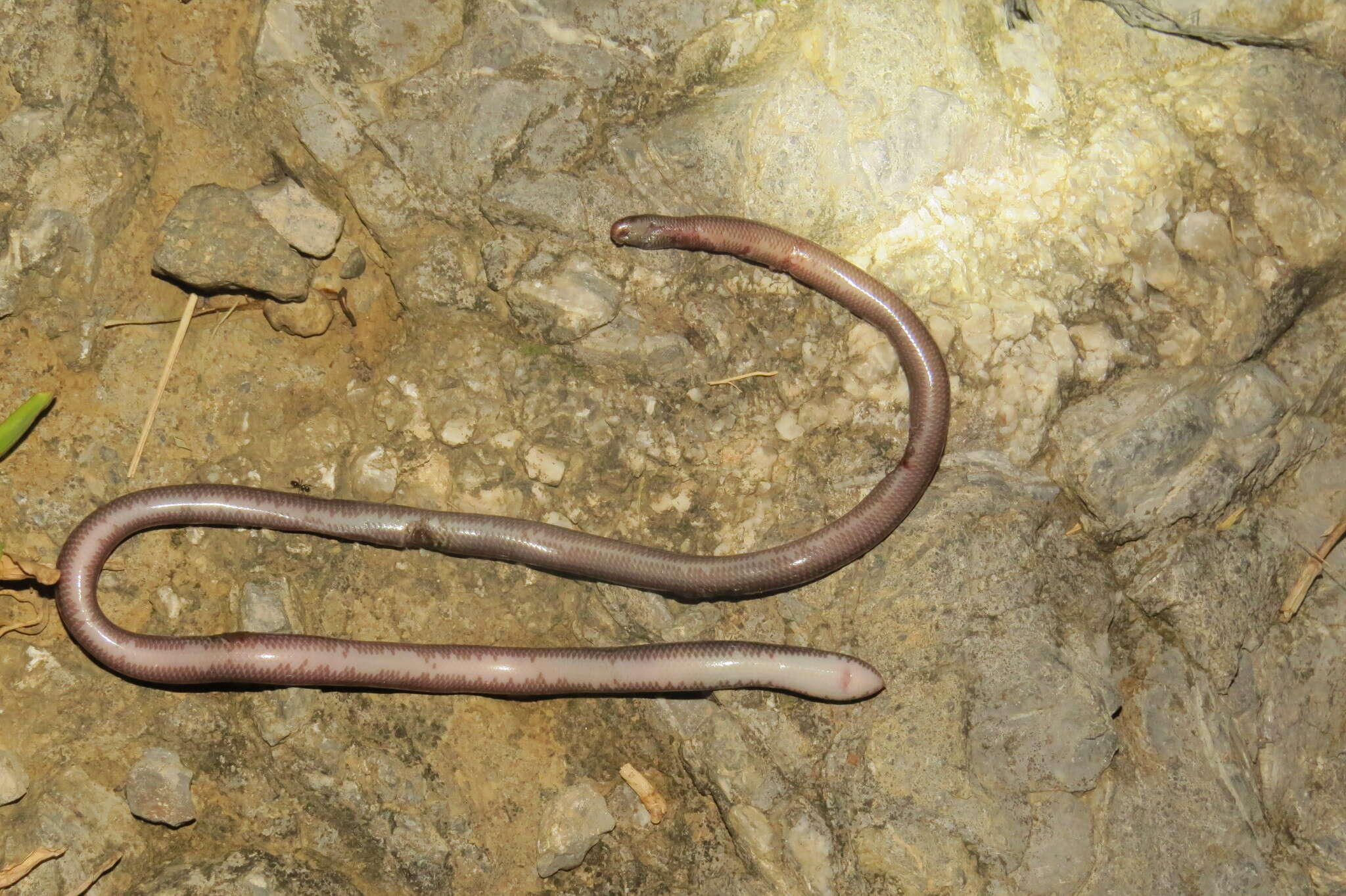 صورة Amerotyphlops tycherus (Townsend, Wilson, Ketzler & Luque-Montes 2008)