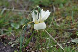 Image de Narcissus triandrus subsp. triandrus