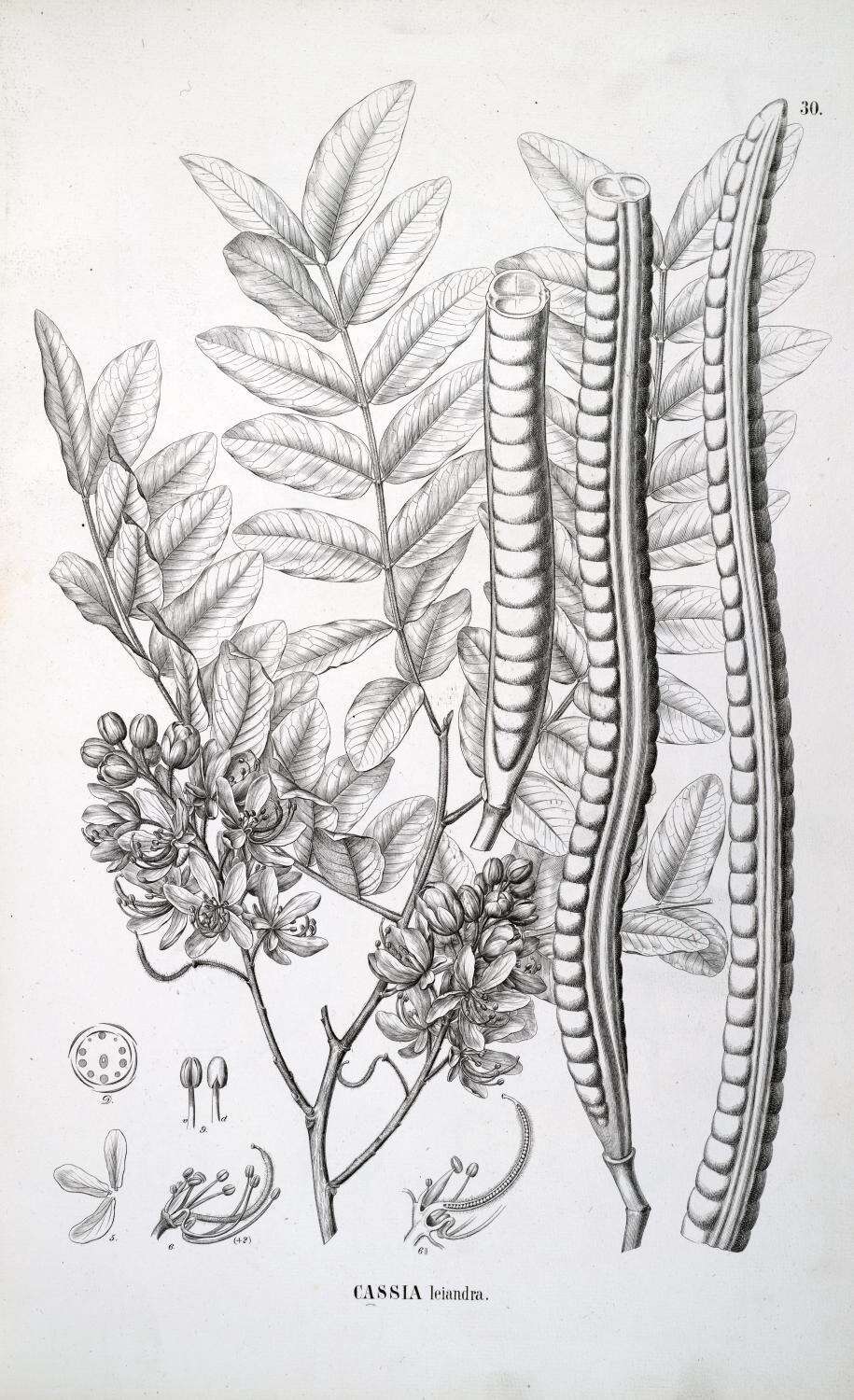 Image of Cassia leiandra Benth.