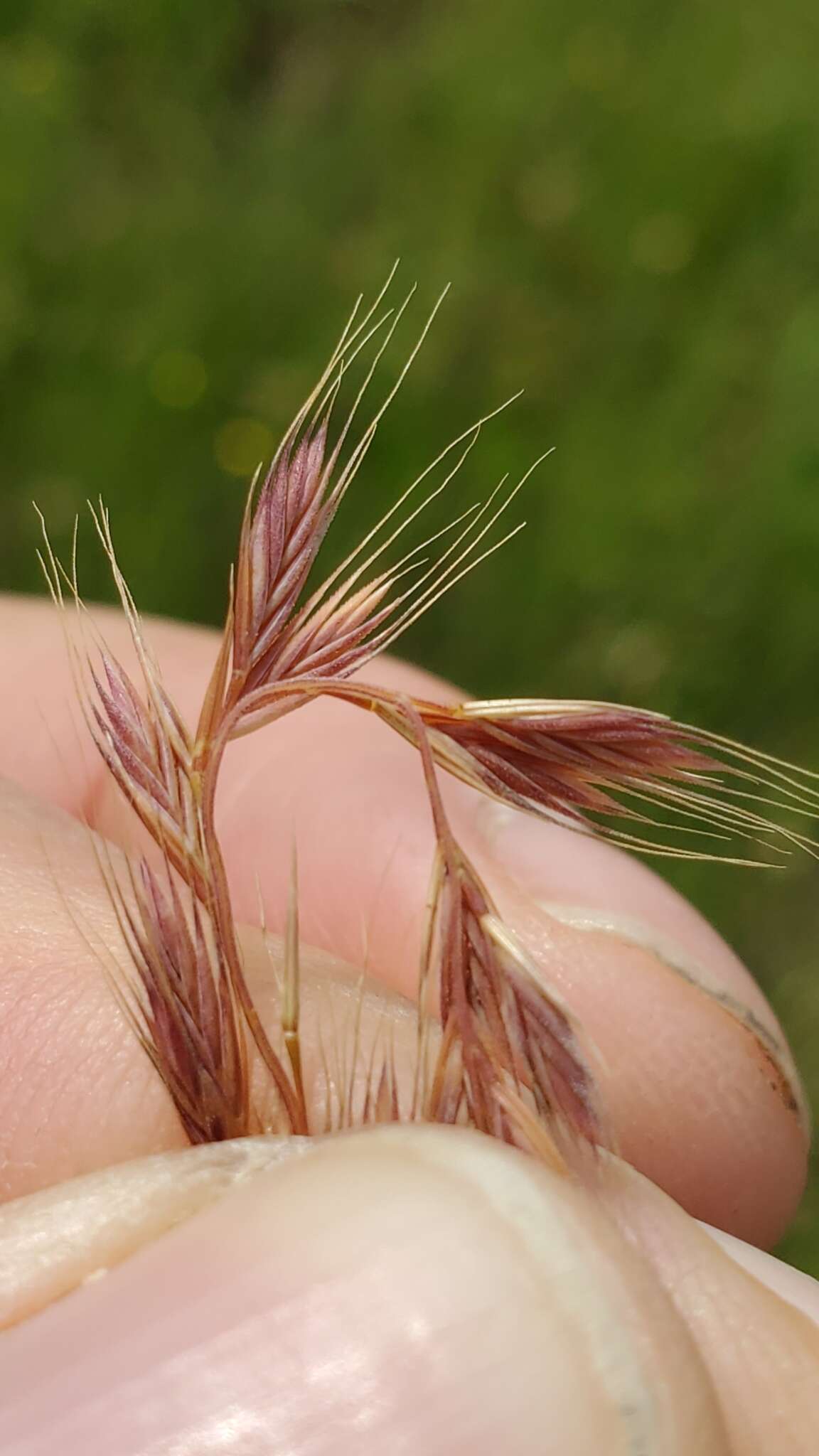 Image of Darnel ryegrass