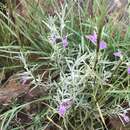 Imagem de Stachys rugosa Aiton