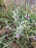 Imagem de Stachys rugosa Aiton