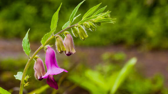 Sesamum indicum subsp. malabaricum (Burm.) Bedigian的圖片