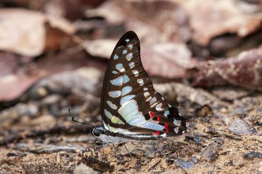 Graphium evemon (Boisduval 1836) resmi