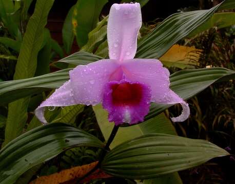 صورة Sobralia decora Bateman