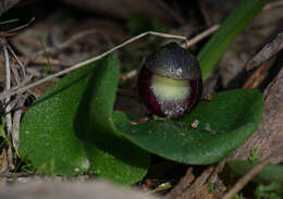 Image of Slaty helmet orchid