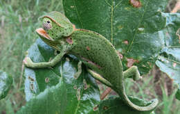 Image of Common African Flap-necked Chameleon