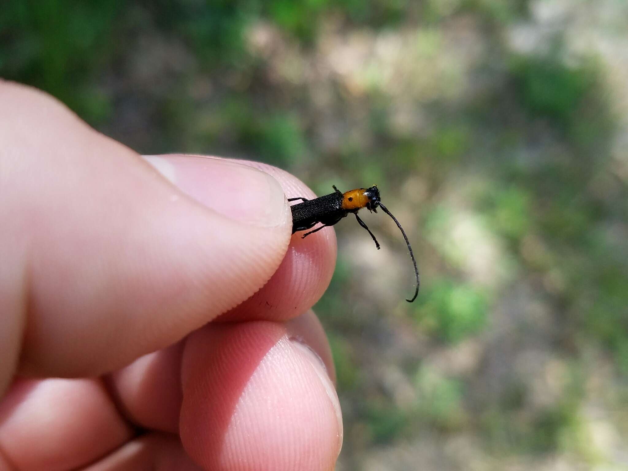 Image of Raspberry Cane Borer