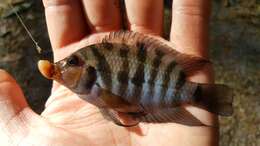 Image of Amatitlán Cichlids