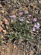 Image of Big Bear Valley phlox