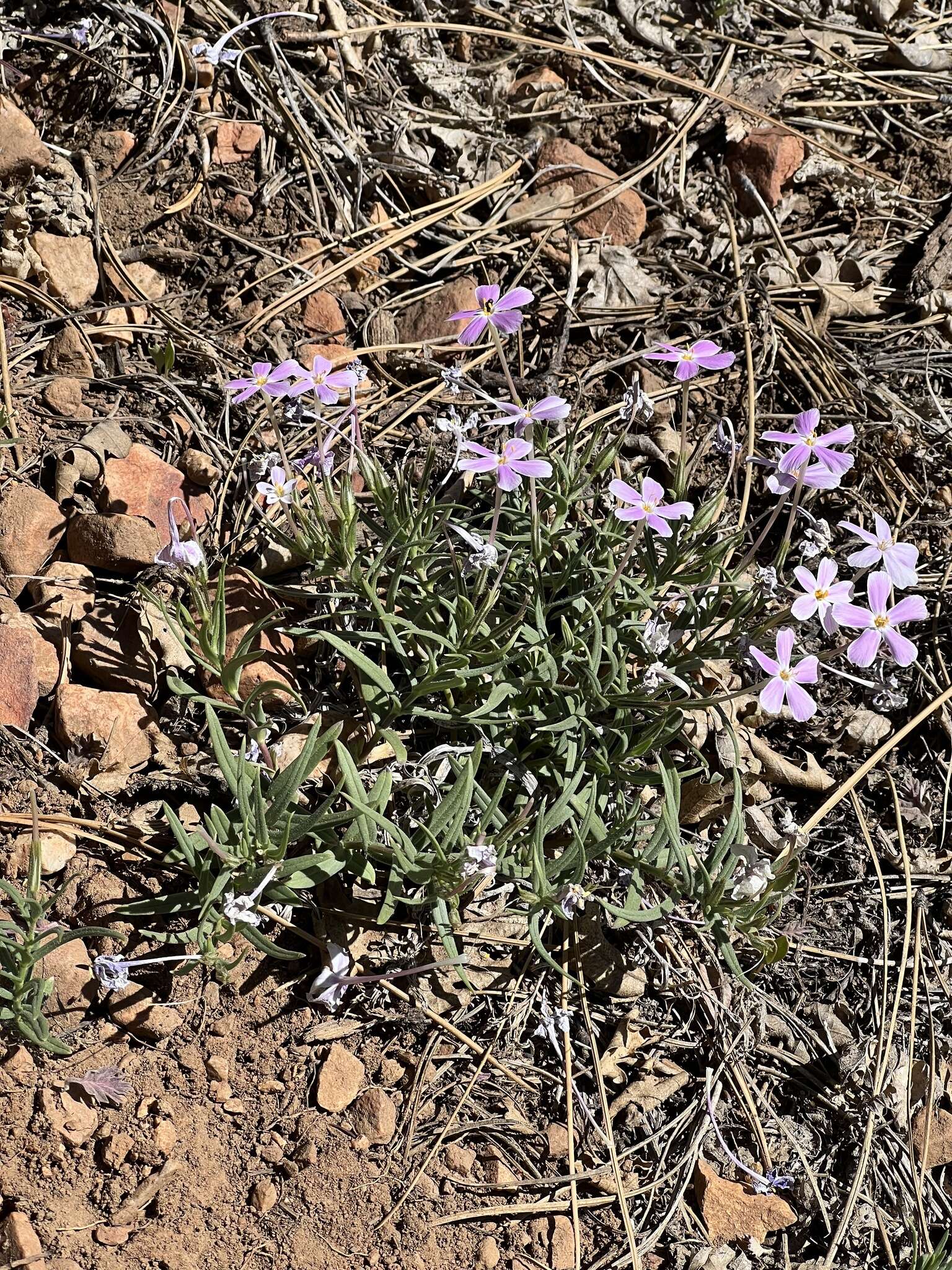 Image of Big Bear Valley phlox