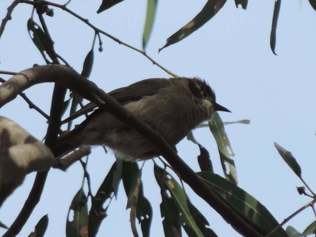 Image of Brown-headed Honeyeater