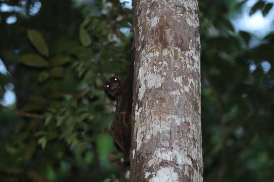 Image of Philippine Flying Lemurs