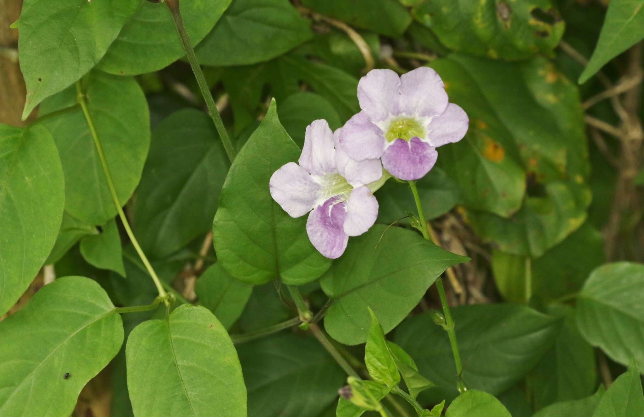 Image of Chinese violet