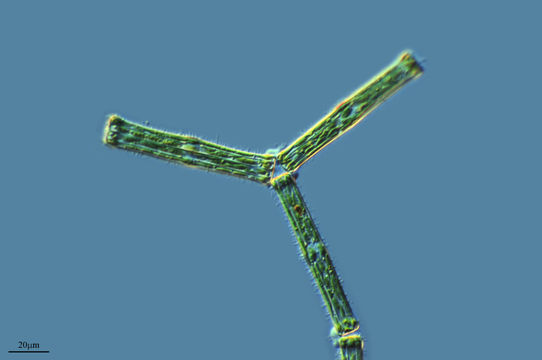 Image of <i>Tabellaria fenestrata</i>