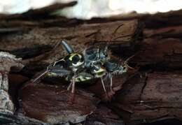 Imagem de Neoclytus conjunctus (Le Conte 1857)