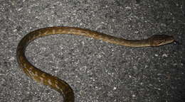 Image of Amethystine or scrub python