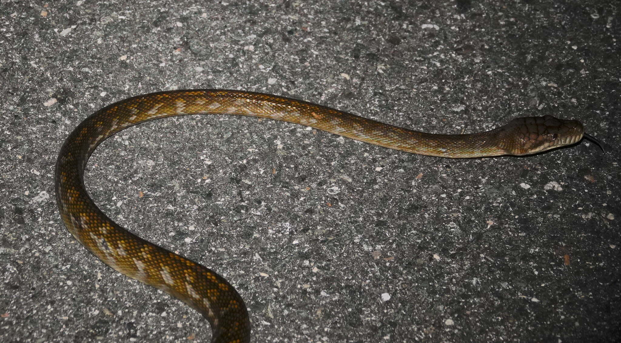 Image of Amethystine or scrub python