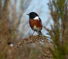 Image of Saxicola torquatus torquatus (Linnaeus 1766)