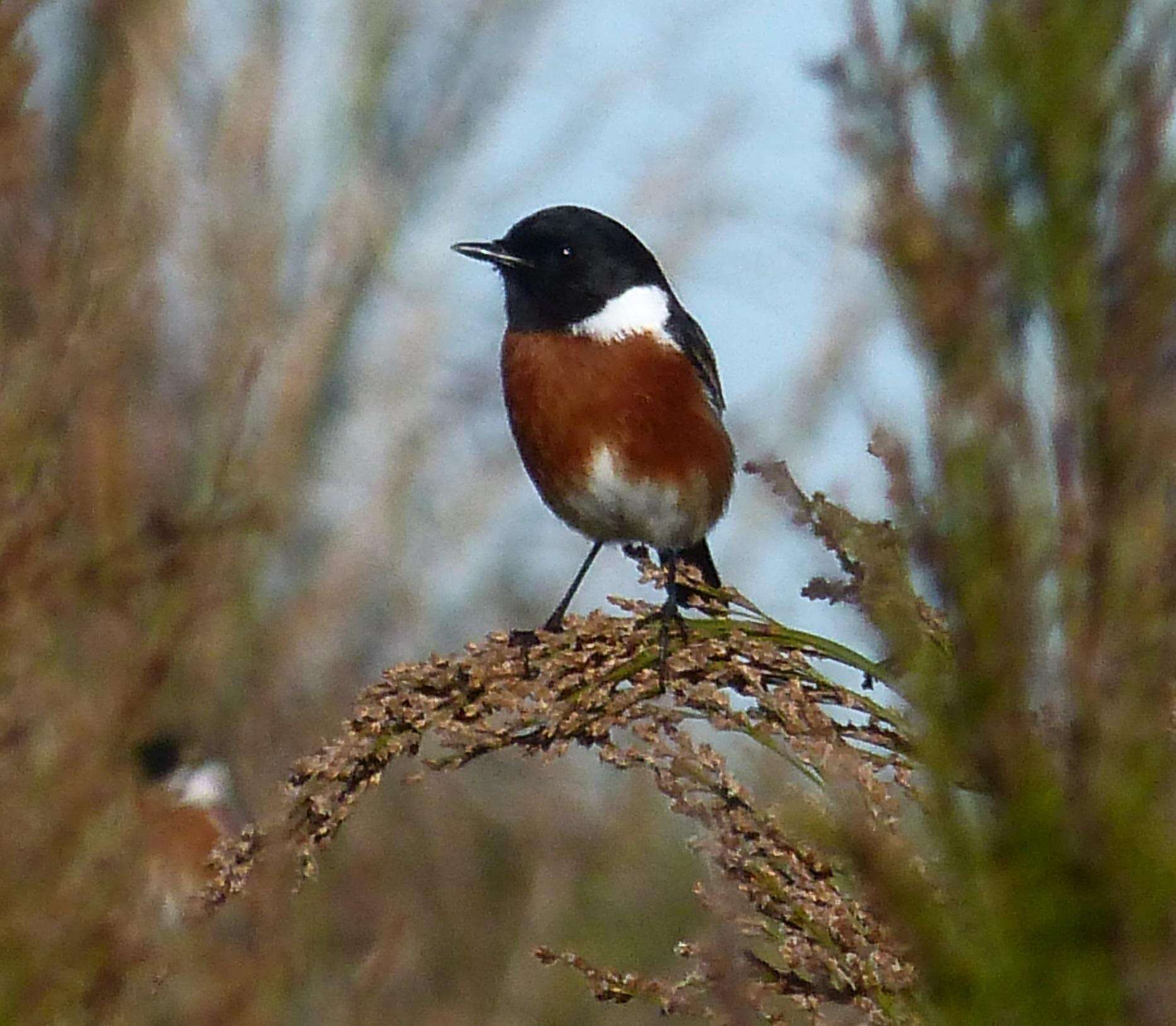 Image of Saxicola torquatus torquatus (Linnaeus 1766)