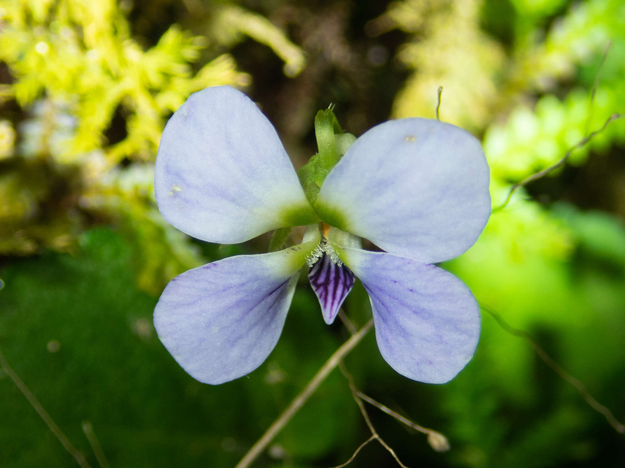 Image of Viola diffusa Ging. ex DC.