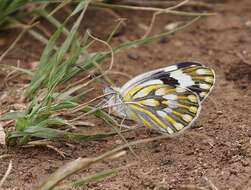 Image of Pontia helice (Linnaeus 1764)