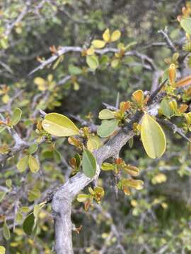 Plancia ëd Condalia buxifolia Reiss.