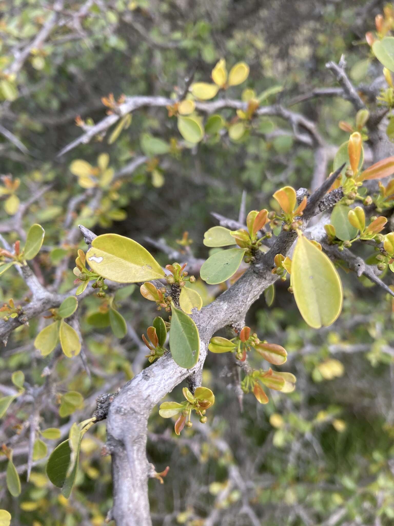 Image of Condalia buxifolia Reiss.